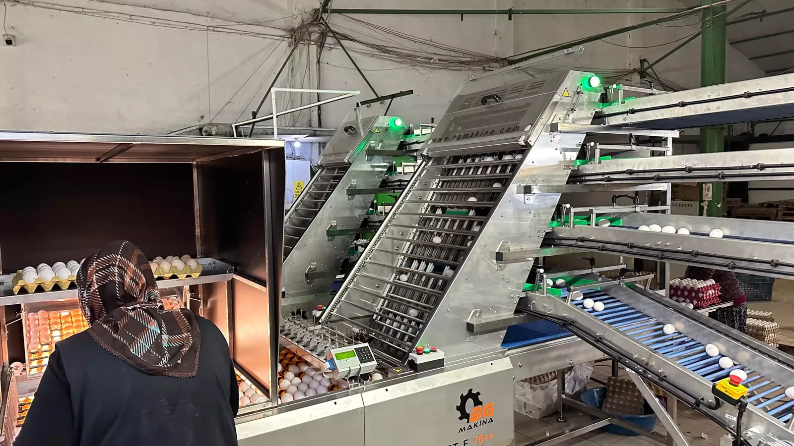BG Makina OvoSelect F75++ — yumurta tasnif hattı, operatör başında