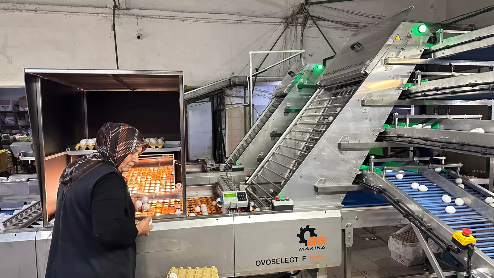 OvoSelect F75++ ovoscope ışıklı yumurta kontrol bölümü — operatör kalite kontrol yapıyor